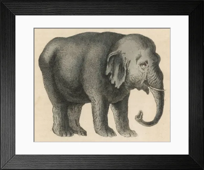 Framed Print : Elephant / Indian 19C Framed Print : Elephant / Indian 19C