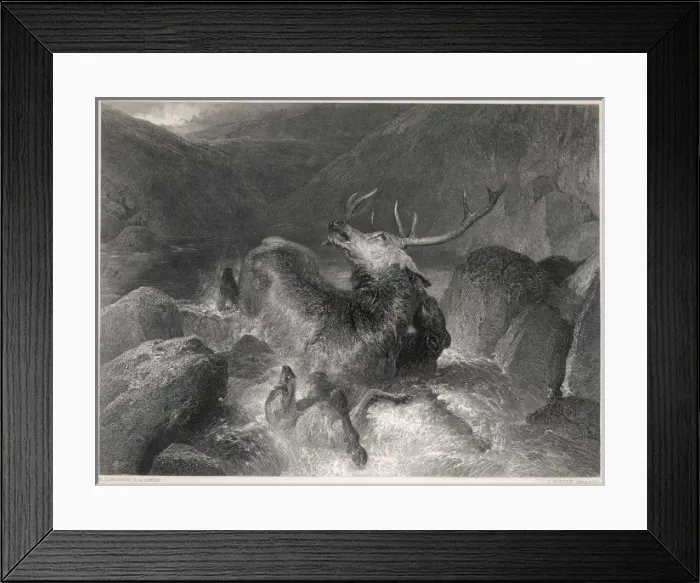 Framed Print : The Stag at Bay Framed Print : The Stag at Bay