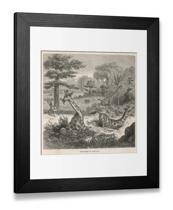 Framed Print : Kaffirs Hunt Giraffe Framed Print : Kaffirs Hunt Giraffe