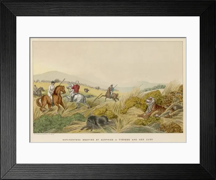 Framed Print : Hunting Hog / Tigress Cubs Framed Print : Hunting Hog / Tigress Cubs