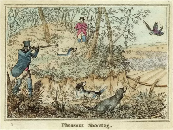 Shooting Pheasant Alken