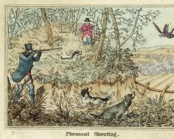 Shooting Pheasant Alken