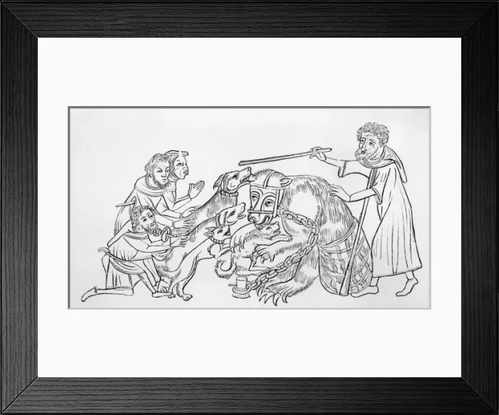 Framed Print : Bear Baiting C 14 Framed Print : Bear Baiting C 14