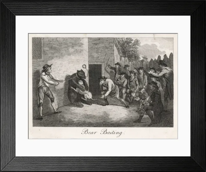 Framed Print : Bear Baiting C 18 Framed Print : Bear Baiting C 18
