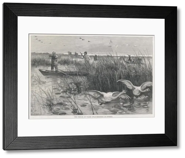 Framed Print : Edward Shoots Swans Framed Print : Edward Shoots Swans