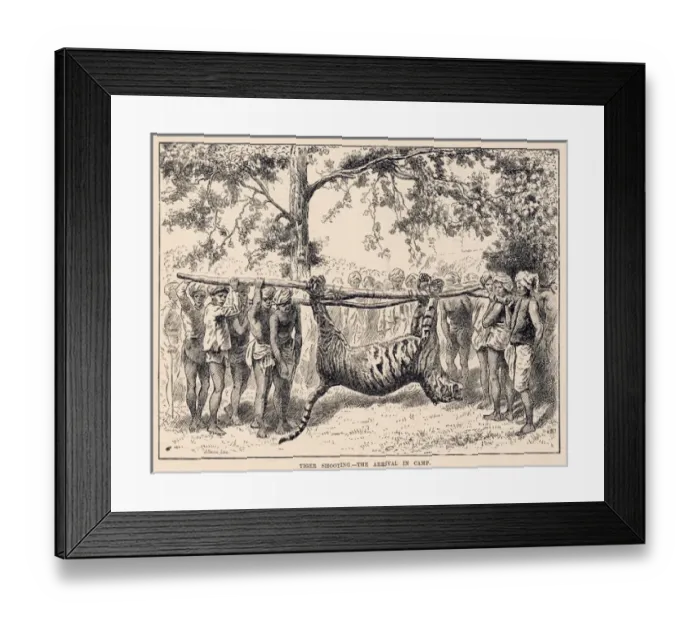 Framed Print : Bringing home Tiger Framed Print : Bringing home Tiger