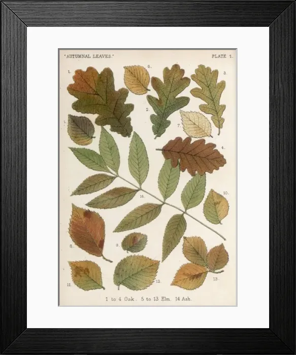 Framed Print : Oak, Ash, Elm Leaves Framed Print : Oak, Ash, Elm Leaves