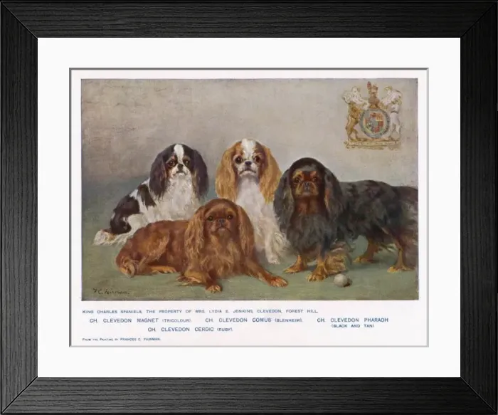 Framed Print : Four Types of Kc Spaniel Framed Print : Four Types of Kc Spaniel