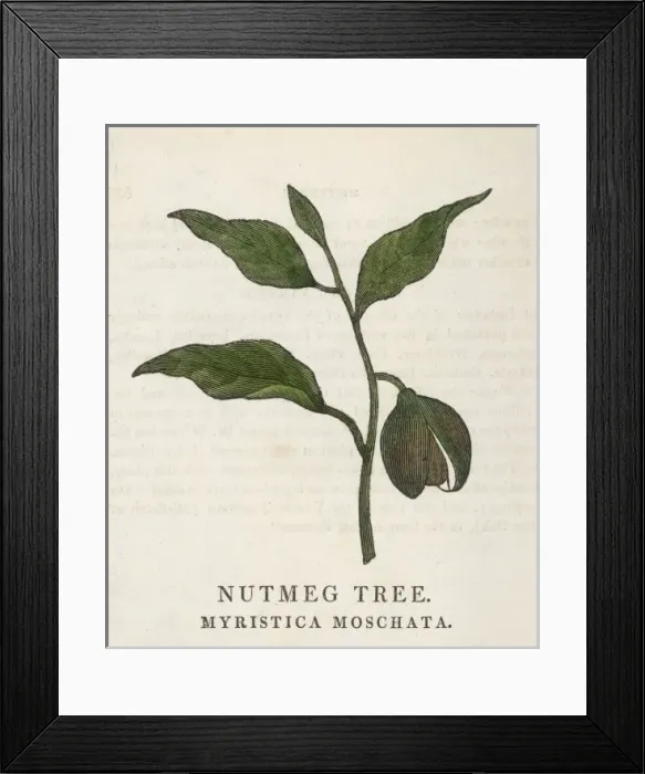 Framed Print : Nutmeg / Family Herbal Framed Print : Nutmeg / Family Herbal