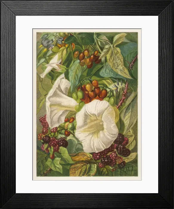 Framed Print : Flowers: sept & Oct 1863 Framed Print : Flowers: sept & Oct 1863