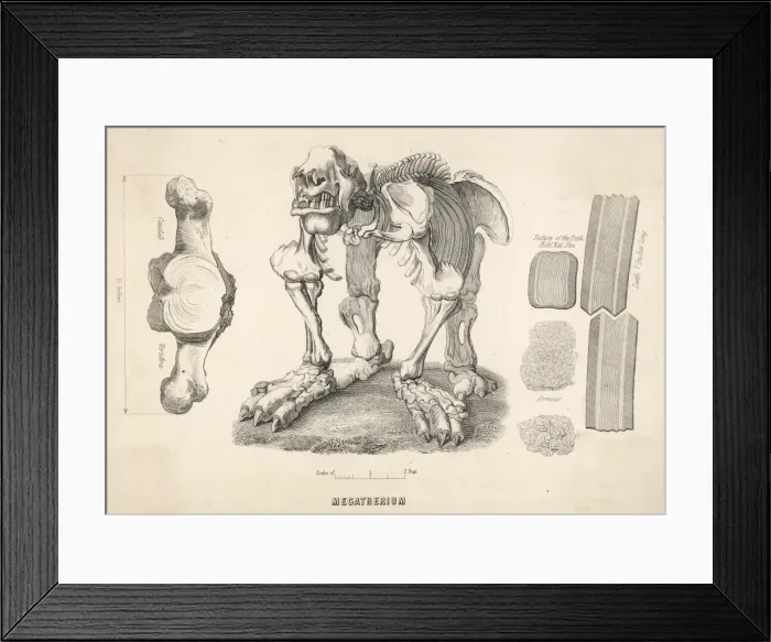 Framed Print : Megatherium Giant Sloth Framed Print : Megatherium Giant Sloth