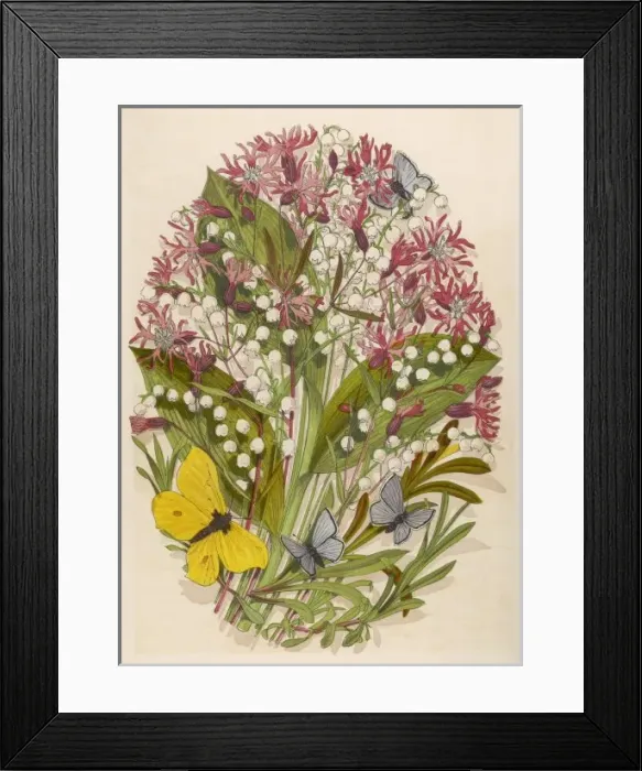 Framed Print : Ragged Robin & Lily of V Framed Print : Ragged Robin & Lily of V