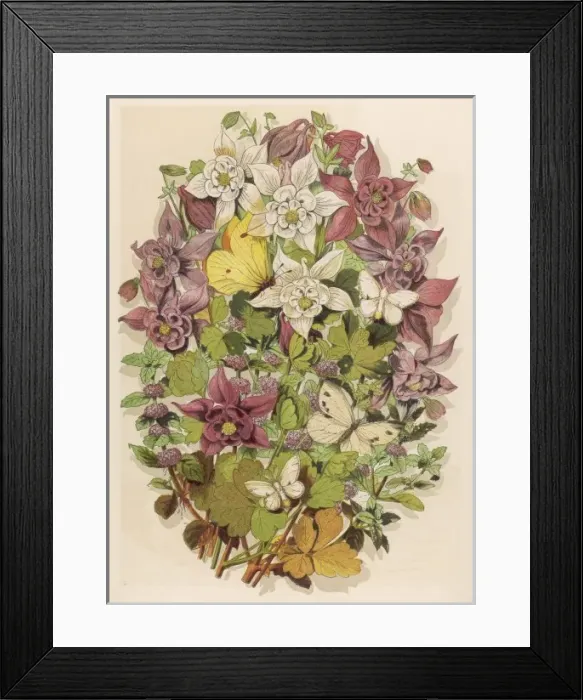 Framed Print : Penny Royal & Columbine Framed Print : Penny Royal & Columbine