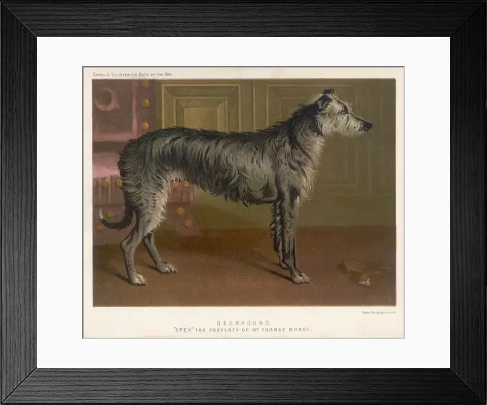 Framed Print : Deerhound Standing / 1890 Framed Print : Deerhound Standing / 1890