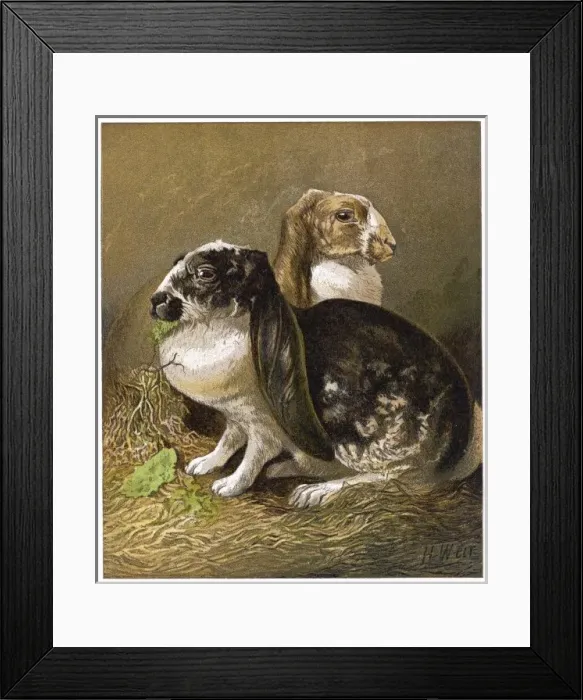 Framed Print : Rabbits Lop-Eared 1877 Framed Print : Rabbits Lop-Eared 1877