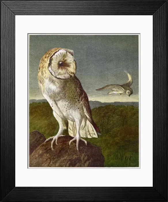 Framed Print : BARN OWL (WEIR) 1877 Framed Print : BARN OWL (WEIR) 1877