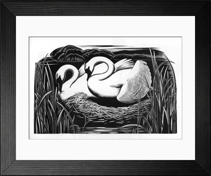 Framed Print : TWO SWANS. Two swans Framed Print : TWO SWANS. Two swans