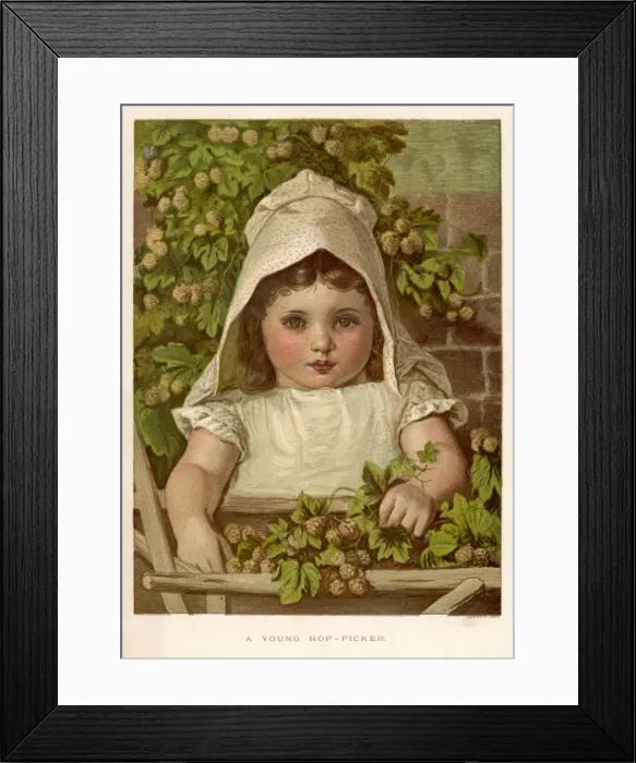 Framed Print : Plants / Humulus Lupulus Framed Print : Plants / Humulus Lupulus