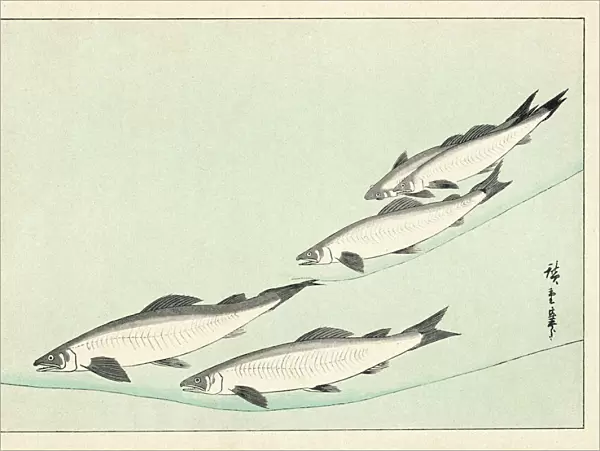 Japanese  /  Salmon