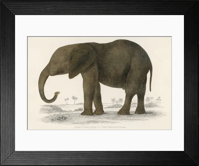Framed Print : African Elephant Framed Print : African Elephant