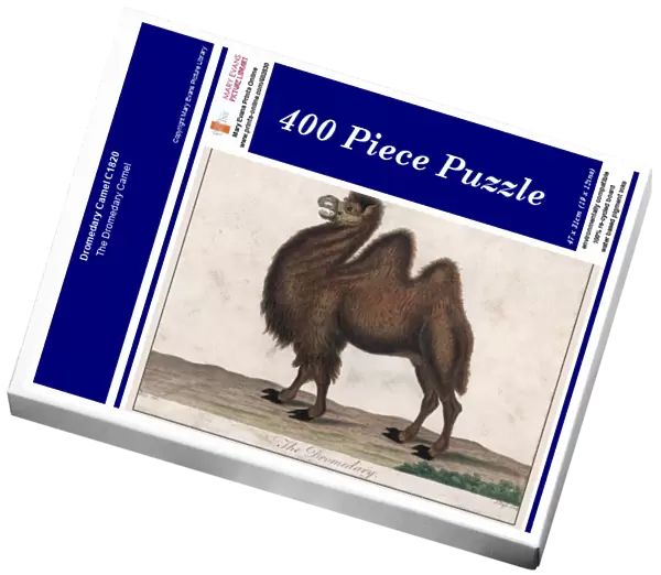 Dromedary Camel C1820