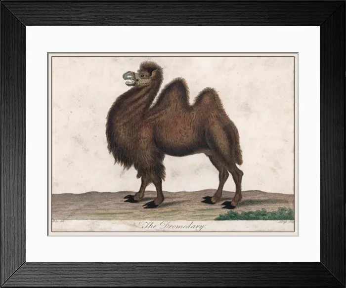 Framed Print : Dromedary Camel C1820 Framed Print : Dromedary Camel C1820