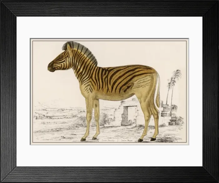 Framed Print : Zebra Illustration Framed Print : Zebra Illustration
