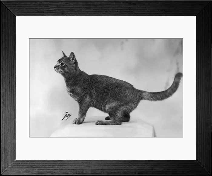 Framed Print : Fall / Abyssinian / 1936 Framed Print : Fall / Abyssinian / 1936