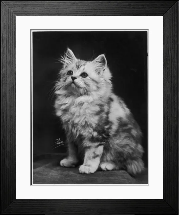 Framed Print : Fall / Silver Tabby / 1936 Framed Print : Fall / Silver Tabby / 1936