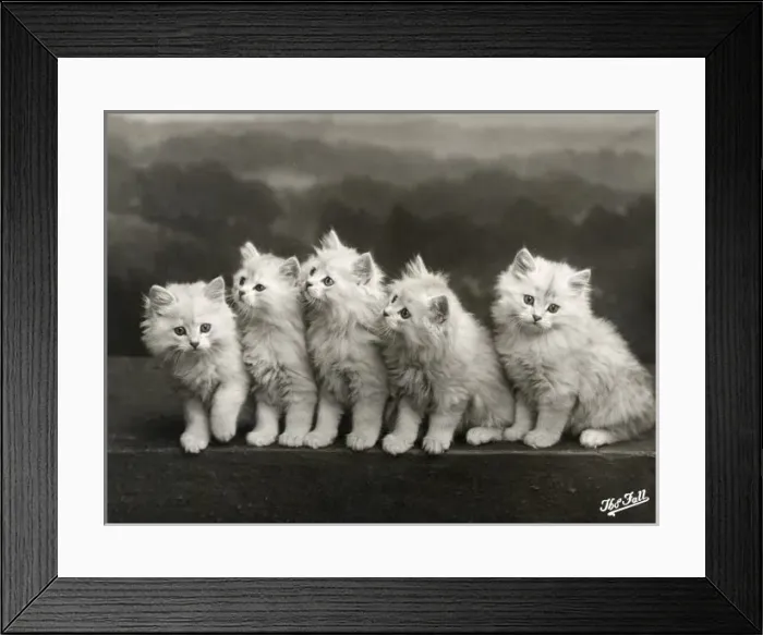 Framed Print : Fall / Chinchilla Kittens Framed Print : Fall / Chinchilla Kittens