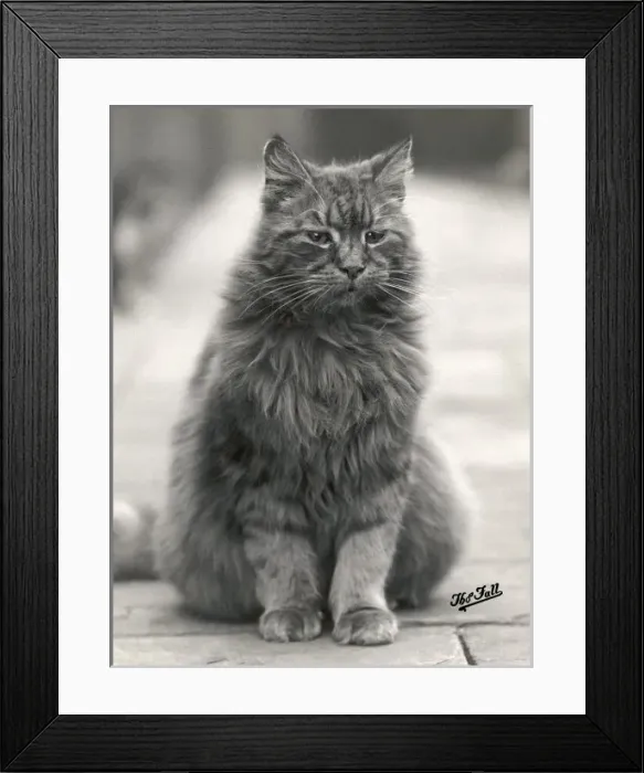 Framed Print : Fall  /  Fluffy House Cat