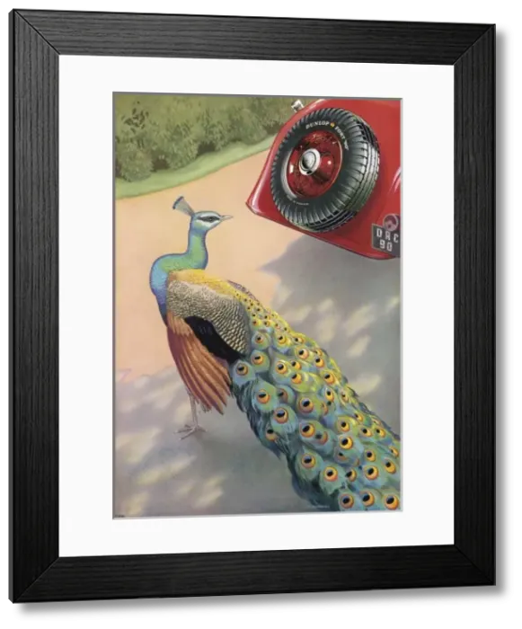 Framed Print : Dunlop Tyre Ad / Peacock Framed Print : Dunlop Tyre Ad / Peacock
