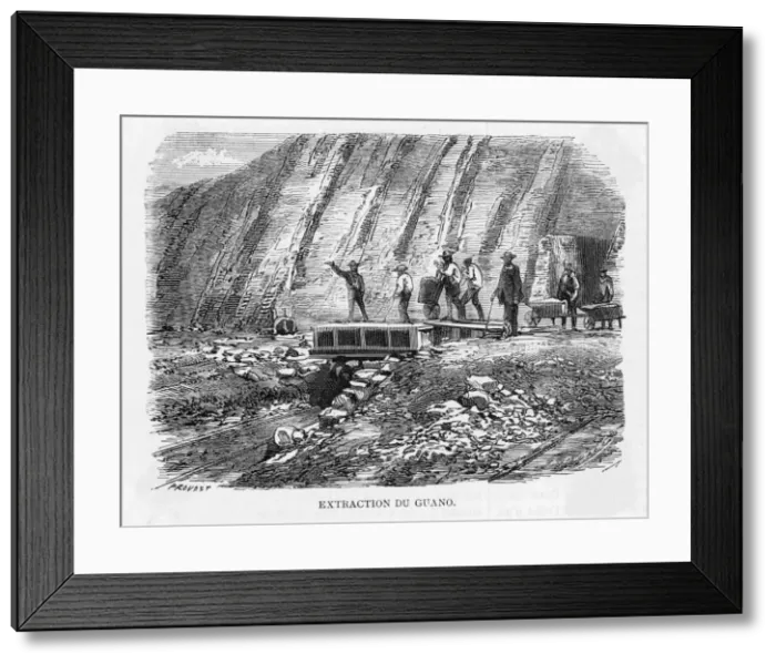 Framed Print : Extracting Guano / Peru Framed Print : Extracting Guano / Peru