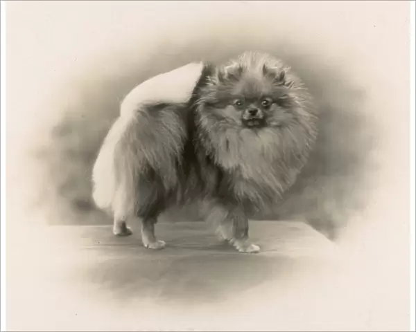 Fall  /  Pomeranian  /  1931