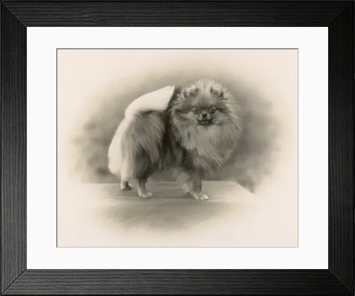 Framed Print : Fall / Pomeranian / 1931 Framed Print : Fall / Pomeranian / 1931