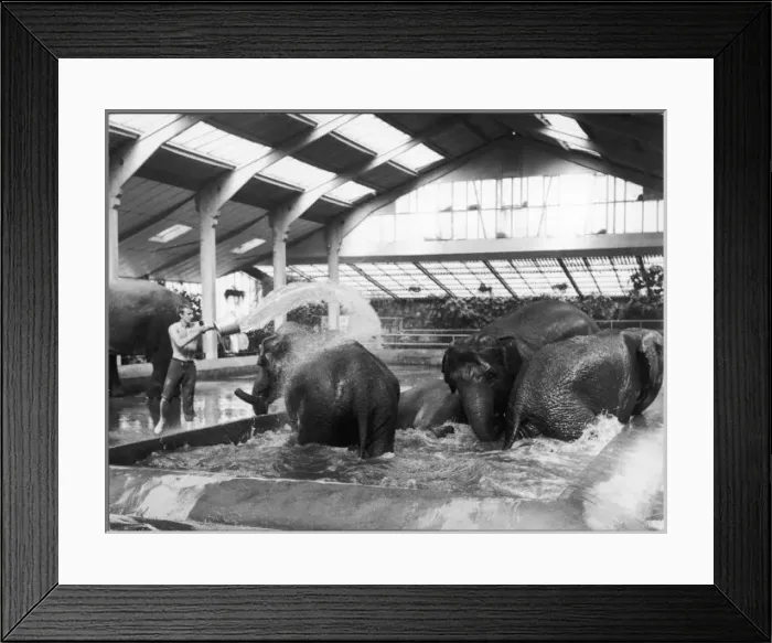 Framed Print : Elephants at Chester Framed Print : Elephants at Chester