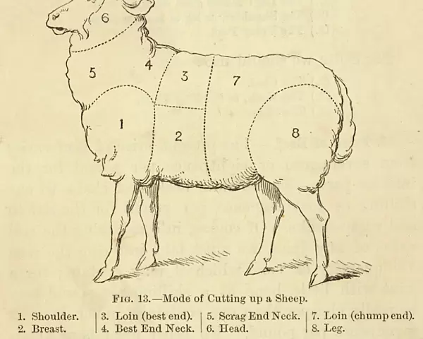 Various Cuts of a Sheep