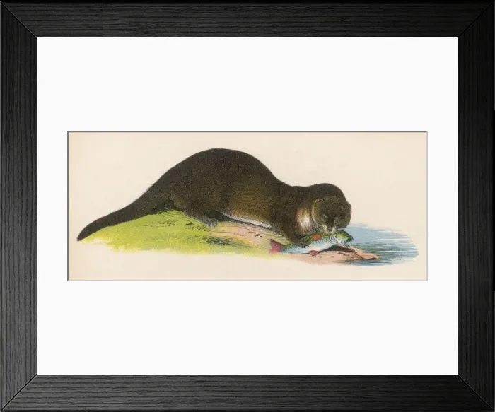 Framed Print : Otter Eating Fish Framed Print : Otter Eating Fish