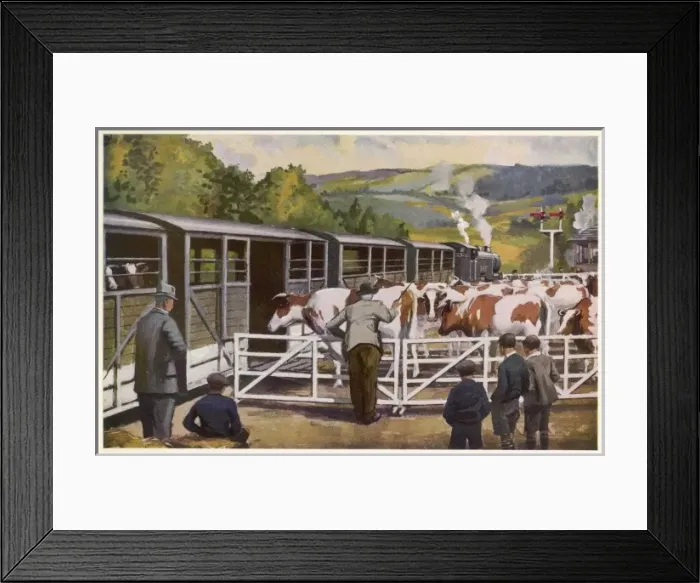 Framed Print : Loading Cattle Framed Print : Loading Cattle