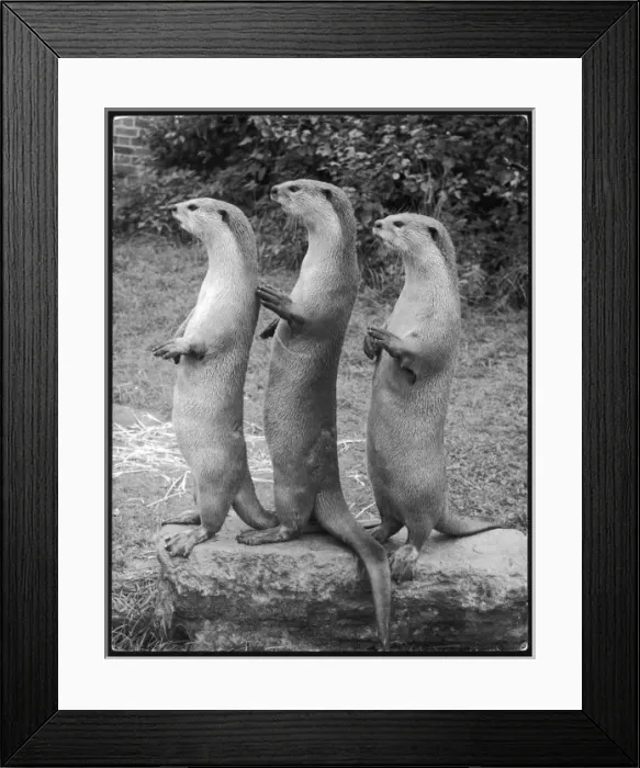 Framed Print : Trio of Otters 1960S Framed Print : Trio of Otters 1960S