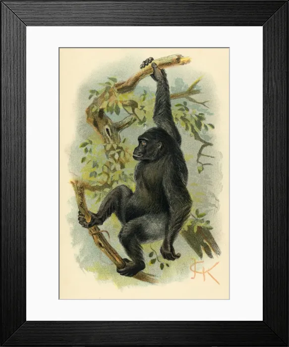 Framed Print : Gorilla / Illustrator Jck Framed Print : Gorilla / Illustrator Jck