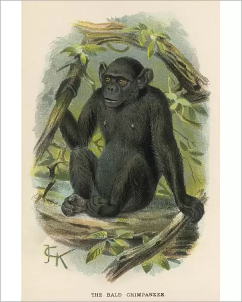 Chimpanzee  /  Jck Illus