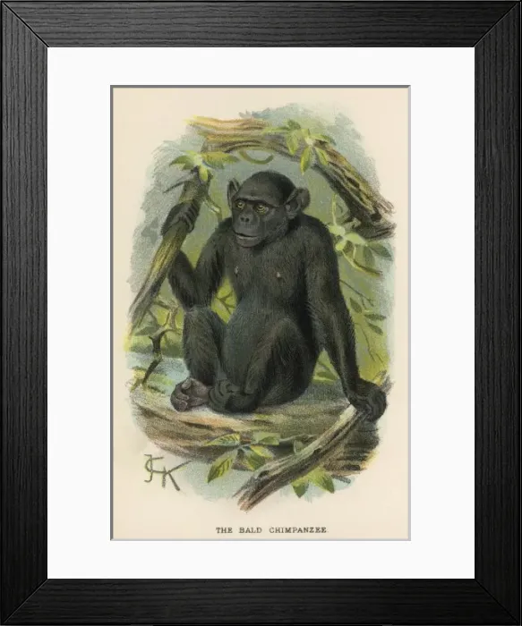 Framed Print : Chimpanzee / Jck Illus Framed Print : Chimpanzee / Jck Illus