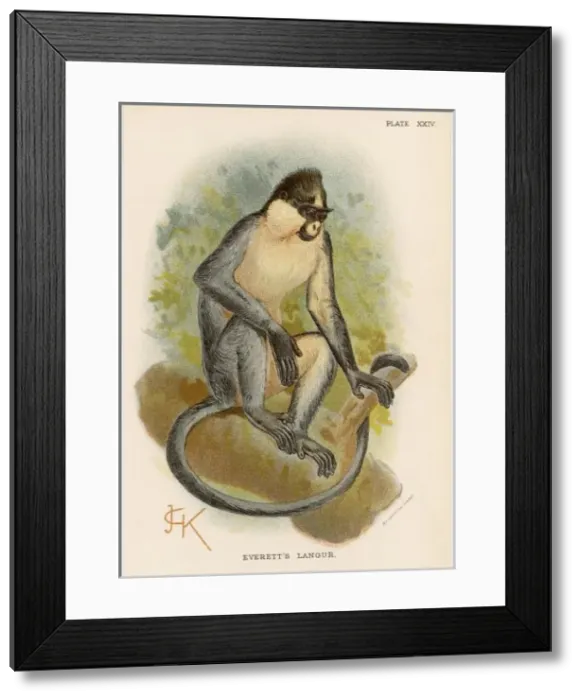 Framed Print : Everetts Langur / Jck Framed Print : Everetts Langur / Jck