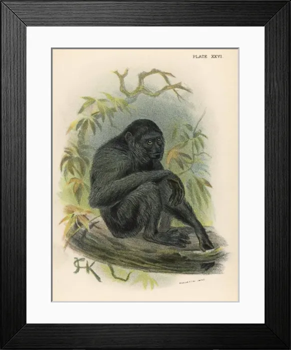 Framed Print : Siamang Monkey / Jck Framed Print : Siamang Monkey / Jck
