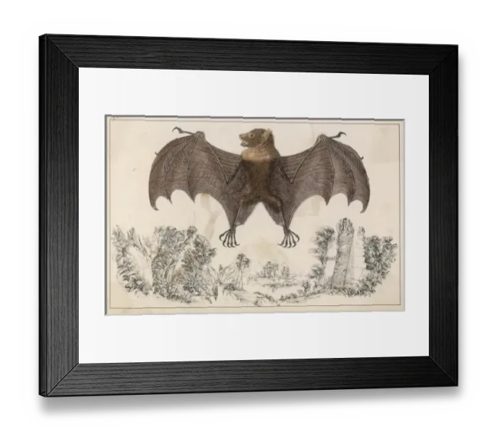 Framed Print : Bat / Anon / Col Framed Print : Bat / Anon / Col