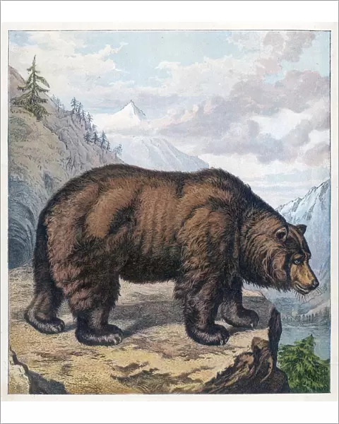 Brown Bear Kronheim