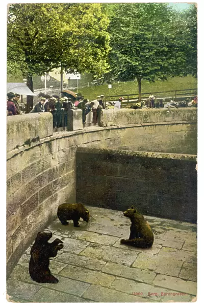 Bear  /  Zoo in Switzerland