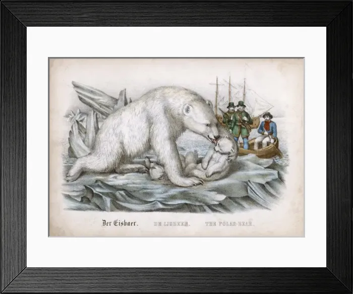 Framed Print : Polar Bear / Cubs / Dieren Framed Print : Polar Bear / Cubs / Dieren