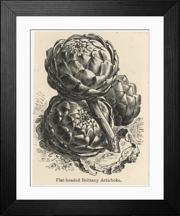 Framed Print : Globe Artichoke Framed Print : Globe Artichoke